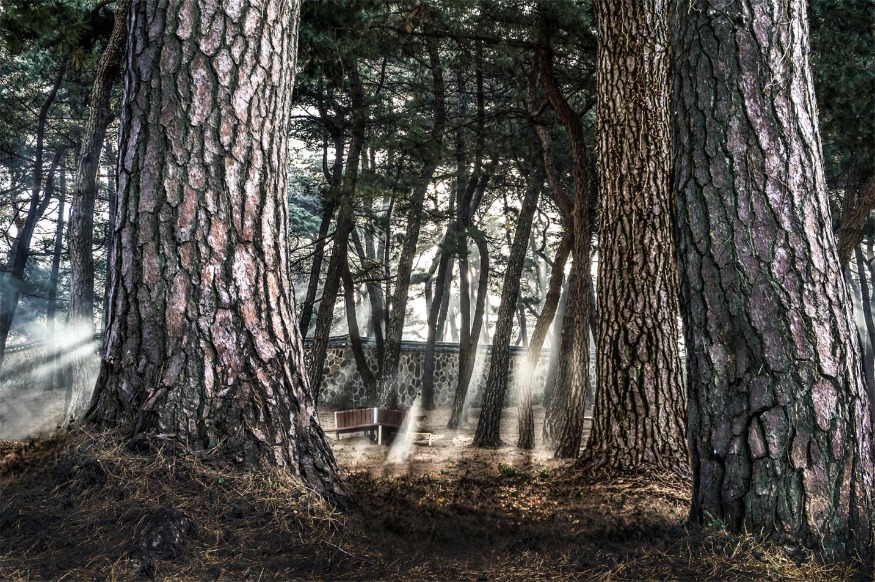 목포 고하도 이충무공 곰솔숲.jpg